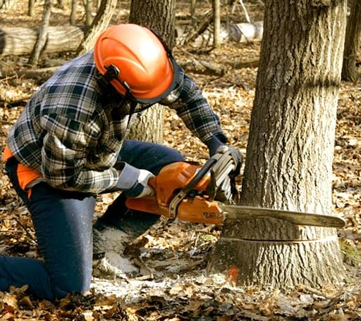 Tree Removal in Waverly, GA